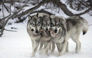 Farkas - Travel to Transylvania